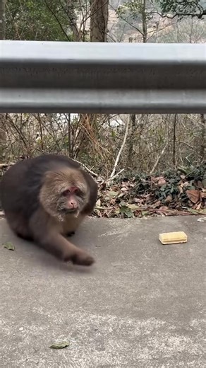 🙈 Monkey Business Alert! Watch this cheeky little guy stealing the show! 🐒😂 #FunnyMonkey #CheekyMonkey #WildlifeHumor #AnimalReels #LaughOutLoud #MonkeyMadness #CuteAnimals #ViralAnimals | Funny Monkey