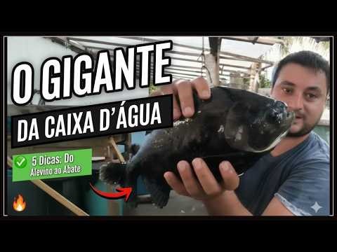 Tambaqui em caixa d'água: 5 Dicas Essenciais!