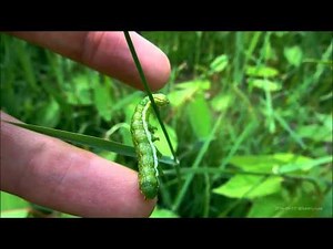 シロイチモジヨトウ幼虫を手乗りしてみた Spodoptera exigua
