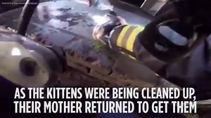 Four kittens were trapped under a pile of burning wood, but their story has a purr-fect ending thanks to a group of firefighters. abc7.la/1SWt30i | ABC7