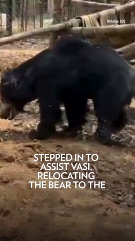 Rescue Bear Injured in Snare Trap Becomes First of His Kind to Receive a Prosthetic Leg