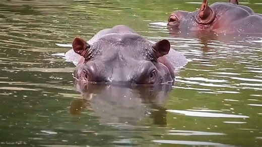 Gefahr für Mensch und Natur: Kolumbien will Escobars „Kokain-Hippos“ töten