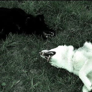 sulks Schedule - Twitch