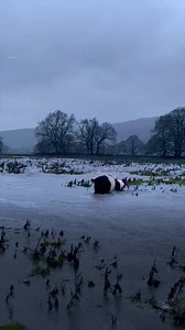 503K views · 10K reactions | This cow and calf were spotted swimming to safety! Find out more here: https://bbc.in/3QWWuHh | BBC Yorkshire | Facebook