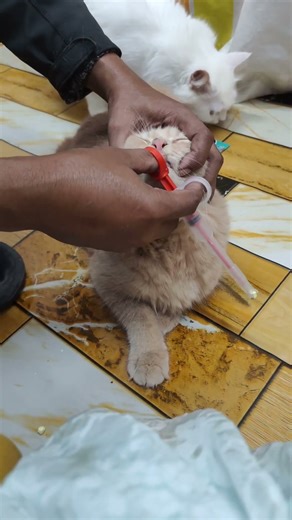 Part-124➡️Easy Way to Give Medicine to Your Cat | Cat Feeding Syringe Review
