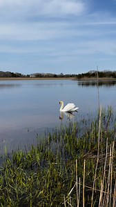 It was like a real live swan lake with 11 swans a swimming instead of 7 like in the Christmas song. Close enough. #capemaynj #capemaynj #swans #swanlake | Photography by Susannah Warner