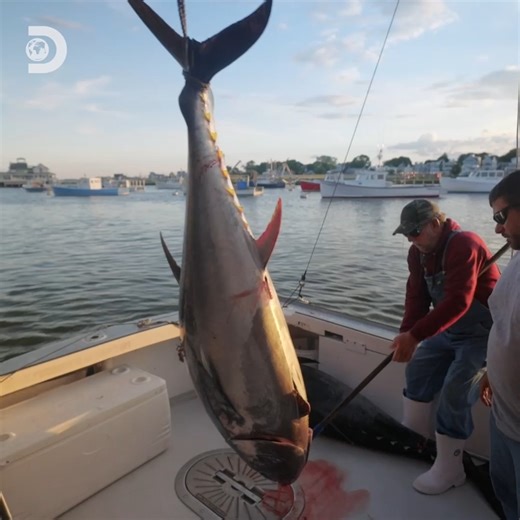 Two tuna, over $10K, and a whole lot of strategy! 💰🐟 #HarpoonHunters | Discovery Channel UK