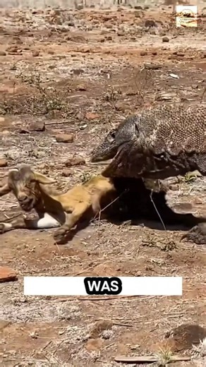 Unbelievable! Watch Komodo dragon Shocking Attack on a Defenseless Goat! | Petsux