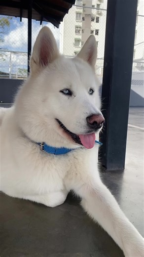 La belleza según un perro husky en TikTok