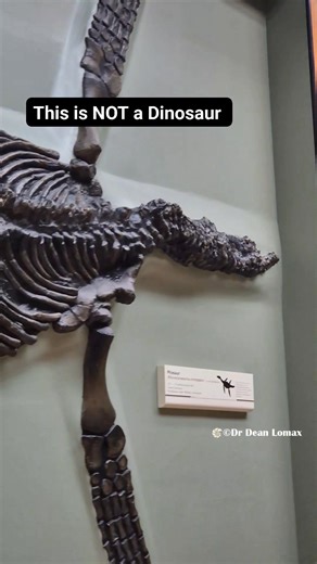 One of the most iconic marine reptile skeletons from the UK, meet the large pliosaur called Rhomaleosaurus cramptoni. At about 7 metres, this beastie was, at one point, the largest-known pliosaur in the world. This is a famous cast on display at the Natural History Museum, London. Rhomaleosaurus was found near Whitby on the Yorkshire Coast. It is from the Early Jurassic and is around 180 million years old. It is often said that Mary Anning found this pliosaur, but that is wrong. Although Mary fo