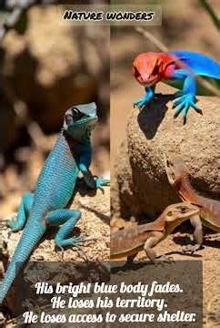 AI got it wrong.Agamas don’t look like or fight like Komodo dragons. #shorts #animals