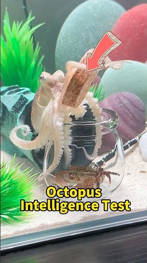 Octopus Intelligence Test