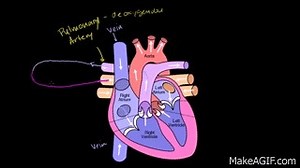 Circulatory System and the Heart on Make a GIF
