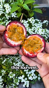 320K views · 7.6K reactions | PASSION FRUIT – While it's a pricey...