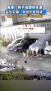 離譜！狗子組團拆車罩，監控實錘“有組織有預謀”，網友：主打一個專治特殊