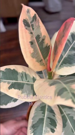 Ficus Elastica 'Ruby' Propagation Update