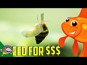 Breeding Fish For Profit. Assassin Snails Species Profile. Clea helena