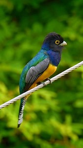 6.1K views · 6K reactions | Iridescent blue-green plumage shimmers...