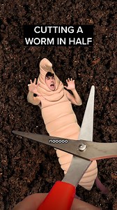 8.8M views · 129K reactions | Cutting a worm in half | Adrian Bliss | Facebook