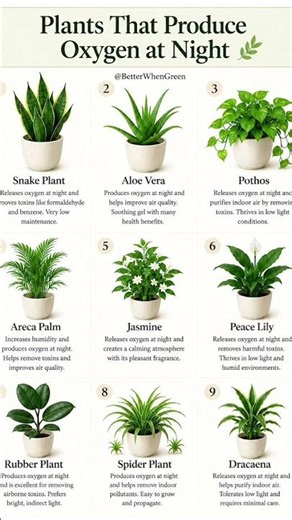 Plants That Produce Oxygen at Night for a Healthier Home 🌿