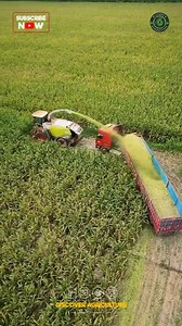 Did you know that giant corn harvesting machines are revolutionizing the agriculture industry? These massive machines can cover acres of fields in a single day, making the harvesting process much more efficient and cost-effective. With their advanced technology and precision, these machines ensure a bountiful yield of corn every season. Witness the incredible power and ingenuity of modern farming equipment in action! 🌽🚜 #cornharvesting #farminginnovation #harvest #agriculture #farming #technol