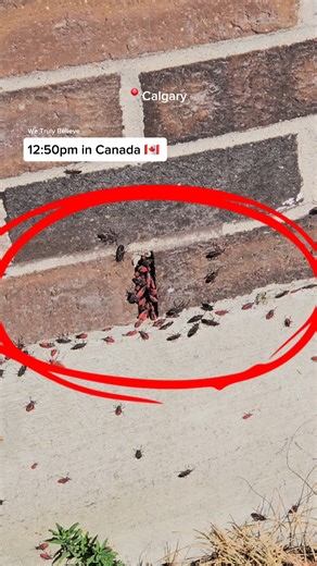 764K views · 630 reactions | 12:50pm in Canada  #canada #yycnow | We Truly Believe | Facebook