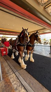 The Magic of a Clydesdale Christmas✨ MORE⬇️ https://doghappiness.co/the-budweiser-clydesdales-holiday-splendor/ #Christmas #christmasmagic #viralhorses #equestrianlife #satisfying #horsebackriding #equestrian #horsesofinstagram | Horse Lovers