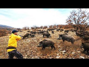 Surround wild boars on a mountaintop! Use your smartest tactics to completely subdue them.