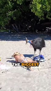 Cassowaries: The Giant Birds That Can Kill Instantly