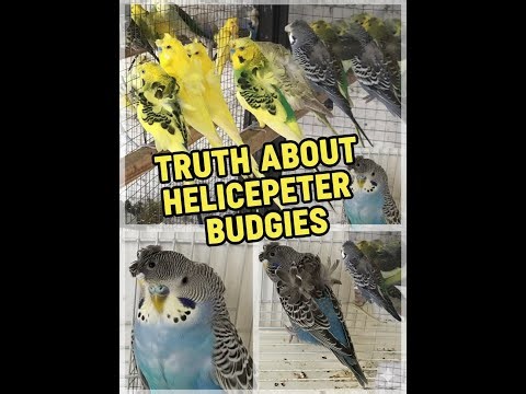 Hagoromo Budgies Explained | Genetics, Quality & MythsThe Helicopter Budgie Myth (Finally Explained)