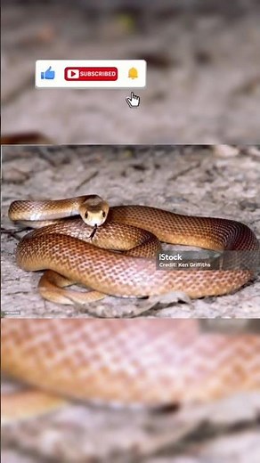Coastal Taipan: The Perfect Killer Snake That Attacks Blood, Brain & Breathing
