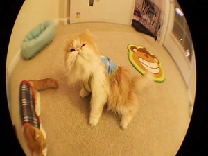 Cute Cat trick: Bang! Cat Playing Dead