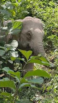 Elephant Abuse in Laos & the Sanctuary Saving them