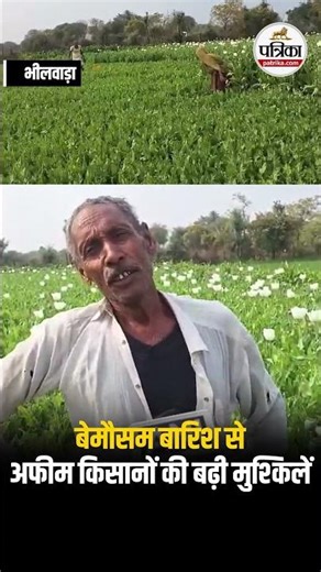 Bhilwara में बेमौसम बारिश से अफीम किसानों की बढ़ी मुश्किलें