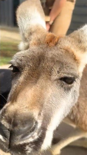 POV: You Met a Kangaroo