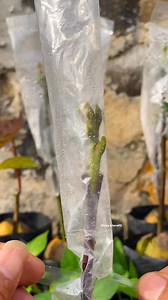 Cómo injertar aguacates con técnicas sencillas #injerto #gardening #grafting | Hijau Klorofil