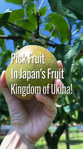 4.3K views · 112 reactions | Pick Fruit In Japan’s Fruit Kingdom of Ukiha! ：Herb Ohta, Jr./Stephen Jones/Noel Okimoto•サニー・デイ #visitjapan #japan #fukuoka #fruitpicking #japanesefruits | Visit Fukuoka Japan | Facebook