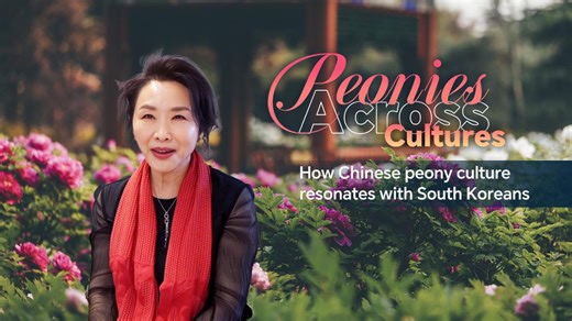 Peonies across cultures: How Chinese peony culture resonates with South Koreans