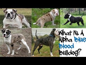 Introducing The Alpha Blue Blood Bulldog!!!