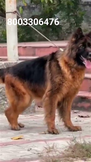 #z+#security #garmanshepherd #dog#pittienation #tranding #vairal #video #‪@Dogpuppy918‬