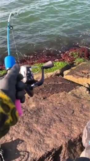 [A feeling of something big is in the air (Explanation of barnacles)]