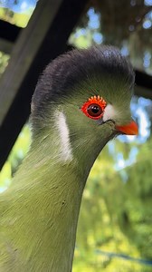 The white cheeked turaco in my aviary | Tropical Aviary Birds - Torben Dehlholm
