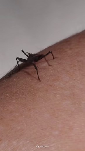 38K views · 449 reactions | Why are their bites not the deadliest thing about them? Here's the answer! | Crazy Creatures | Facebook