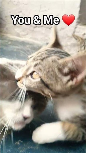 angry best friend #cat #viralvideo #kitten #pets #cutecat