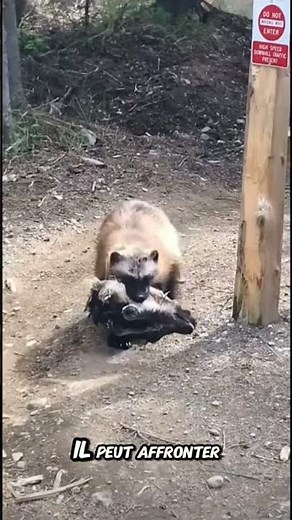 This little animal scares away wolves 😳 (unbelievable but true)