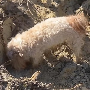 61K views · 1.3K reactions | Megalodon Tooth Hunting in South Carolina! 麗 at Palmetto Fossil Excursions | The Crystal Collector | Facebook