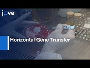 Horizontal Gene Transfer in S.aureus | Protocol Preview
