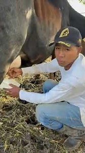 tutorial como ordeñar