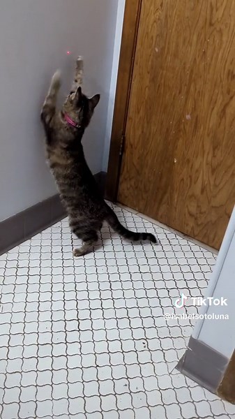 Isabel (@crittershenanigans)’s videos with Spongebob Tomfoolery - Dante9k Remix - David Snell