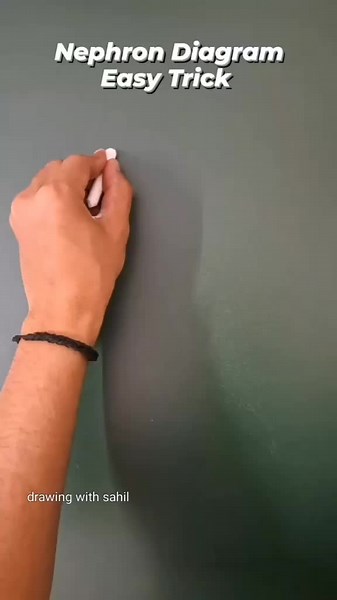 Entendiendo el nefrón: Diagrama y función